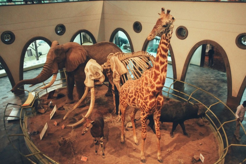 a display of giraffes and animals yzw