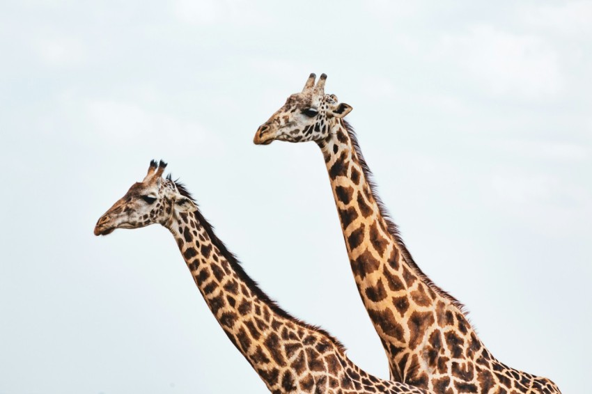 three giraffes standing on white background