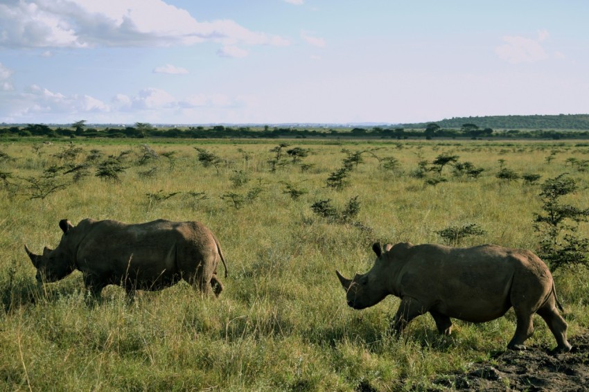 black cow on green grass field during daytime