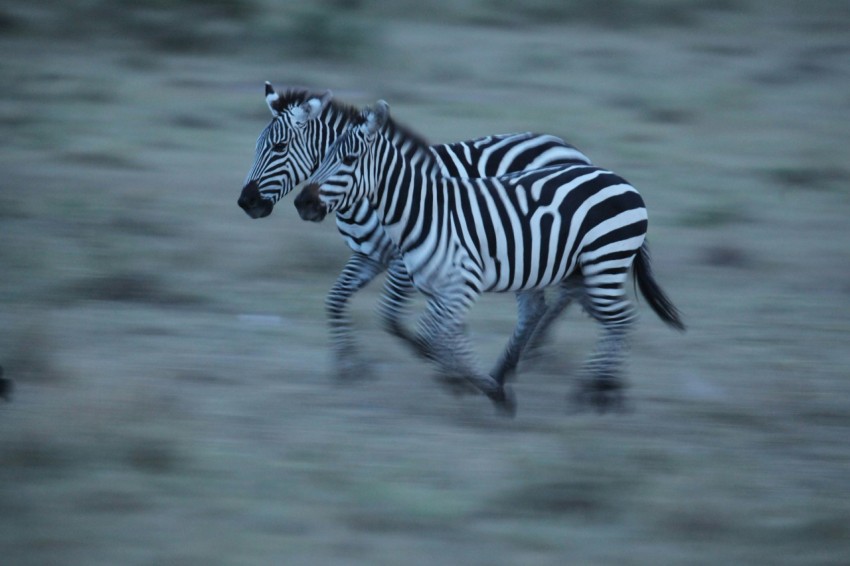 a couple of zebras running across a field rCdQPGx