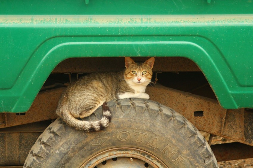 a cat sitting on the tire of a green truck