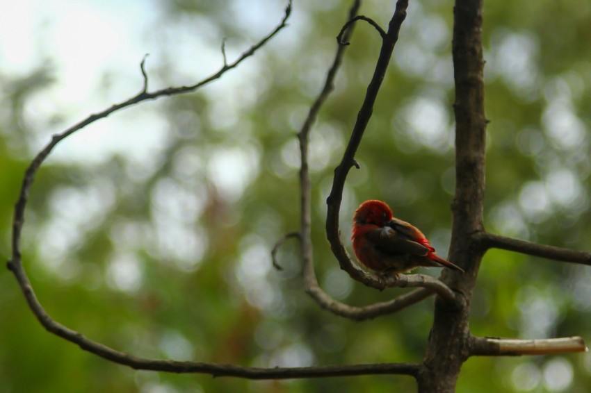 a small red bird perched on a tree branch