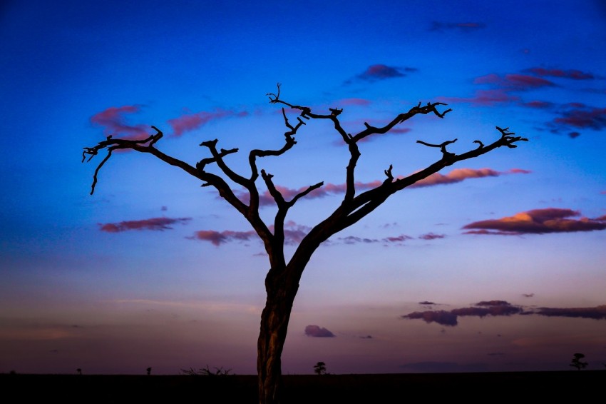 silhouette of tree during golden hour