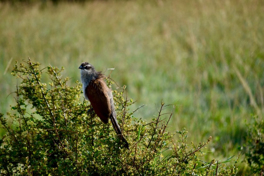 brown and black bird on brown grass during daytime