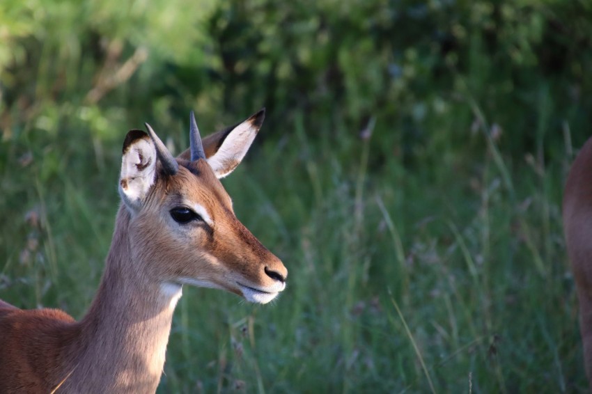 brown deer on green grass during daytime