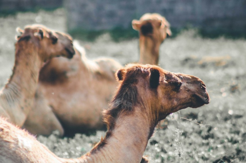 a group of camels in a field