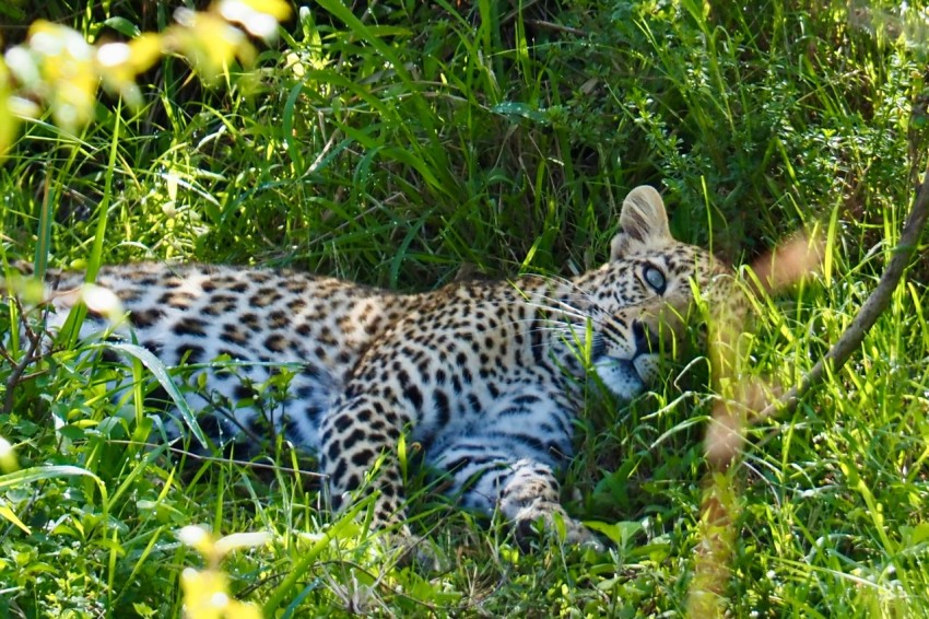 a leopard in the grass