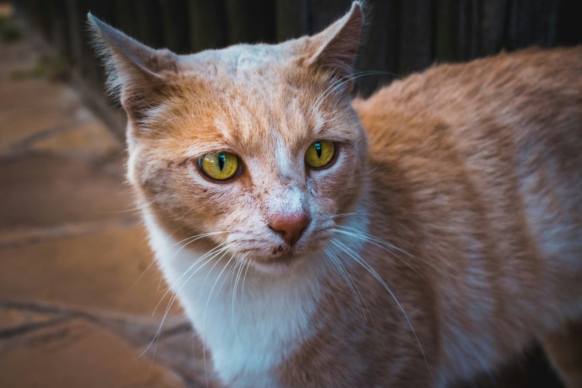 a close up of a cat with yellow eyes