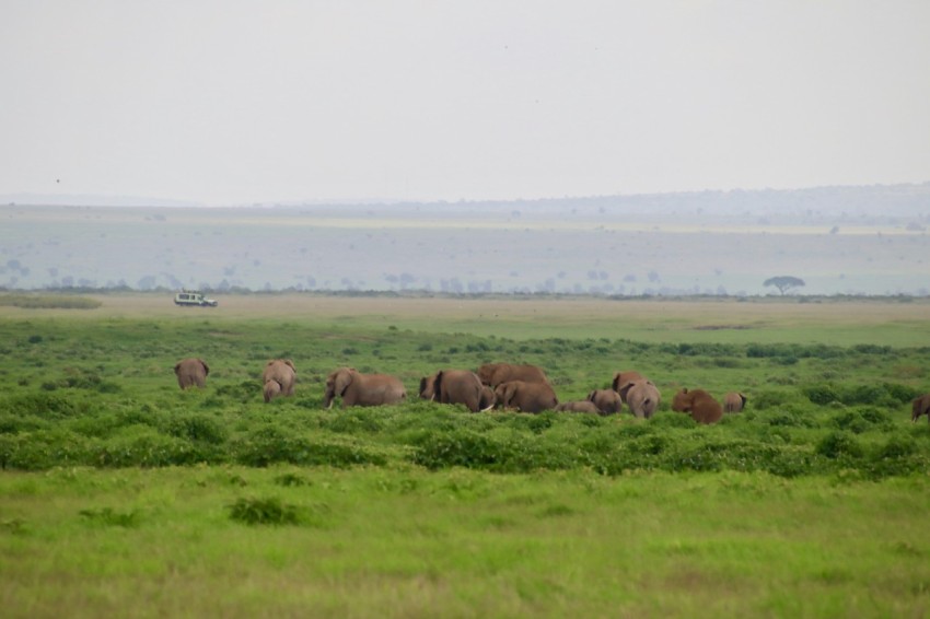 herd of sheep on green grass field during daytime