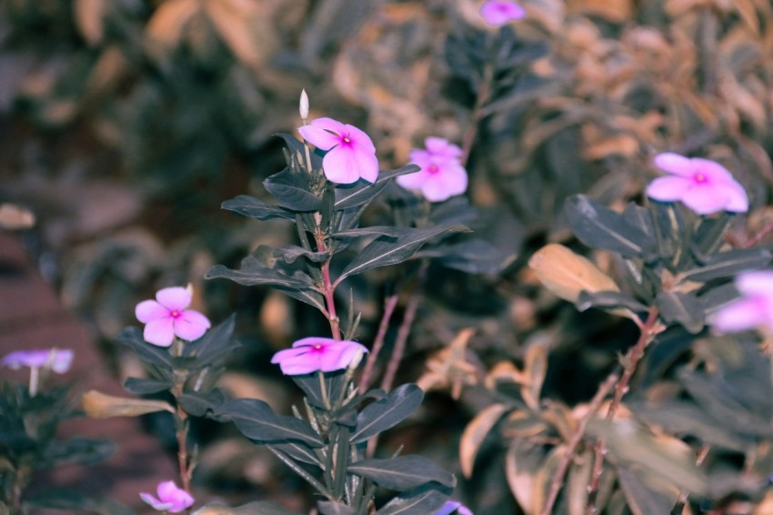 a bunch of pink flowers growing in a garden