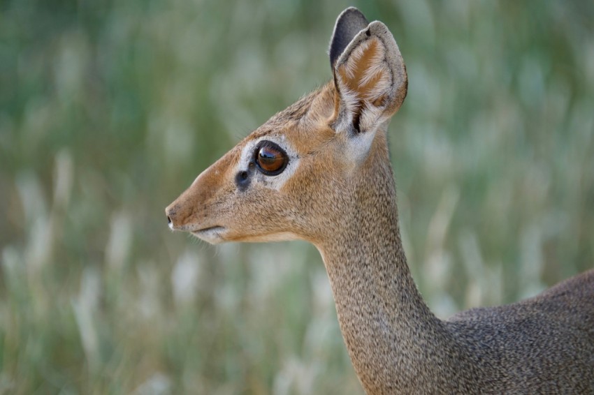 brown deer