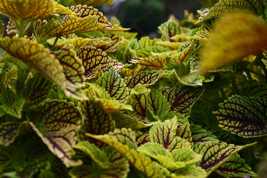 green and brown leaves in tilt shift lens