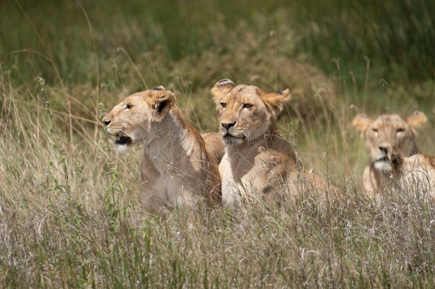 brown lioness on green grass during daytime PO6X4Y