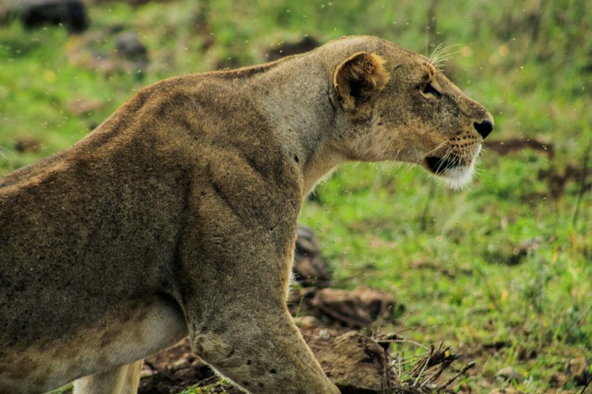 a lion walking across a lush green field fIyiI