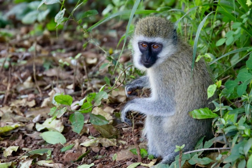 gray monkey on green grass during daytime