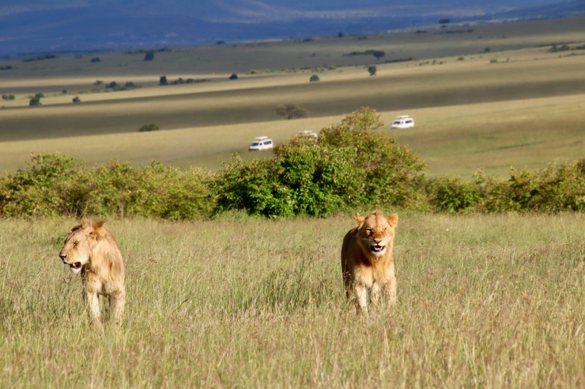 brown lioness on green grass field during daytime