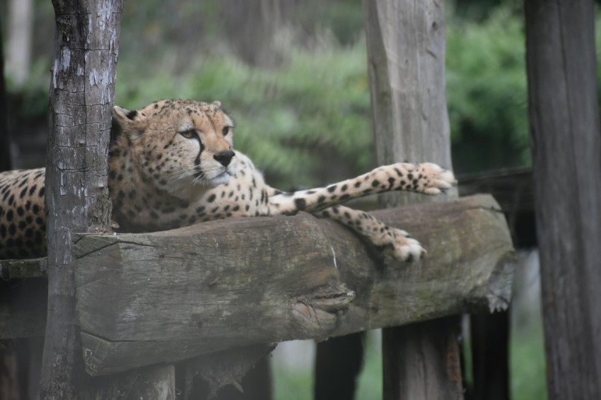 cheetah laying down on wooden surface 8Co