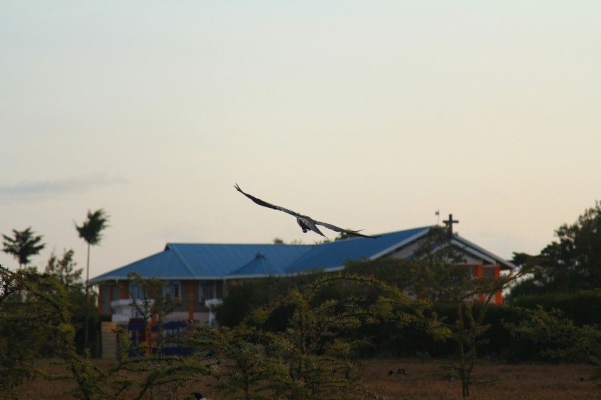 two birds flying over a house in the distance