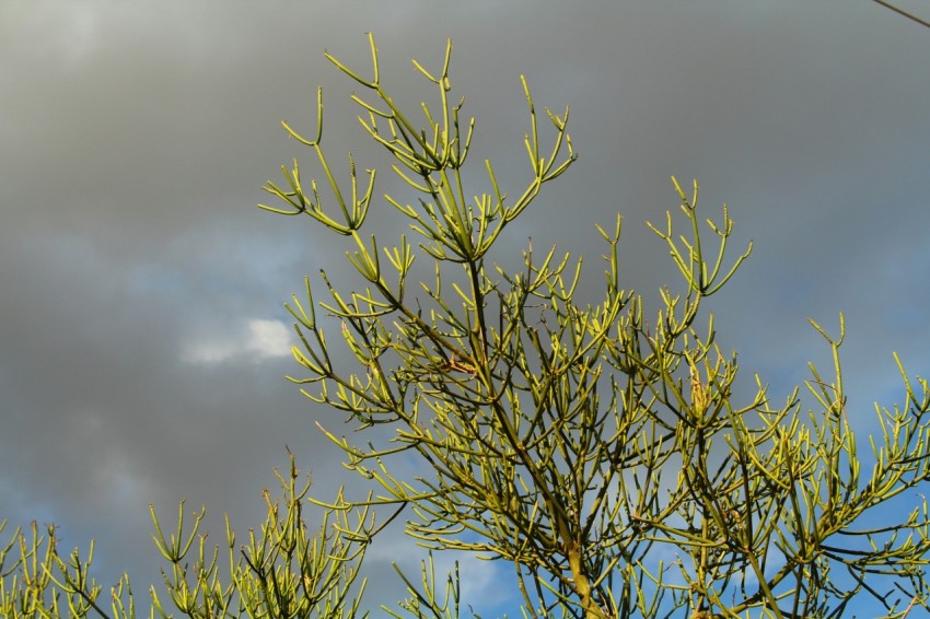 a tree with green leaves against a cloudy sky