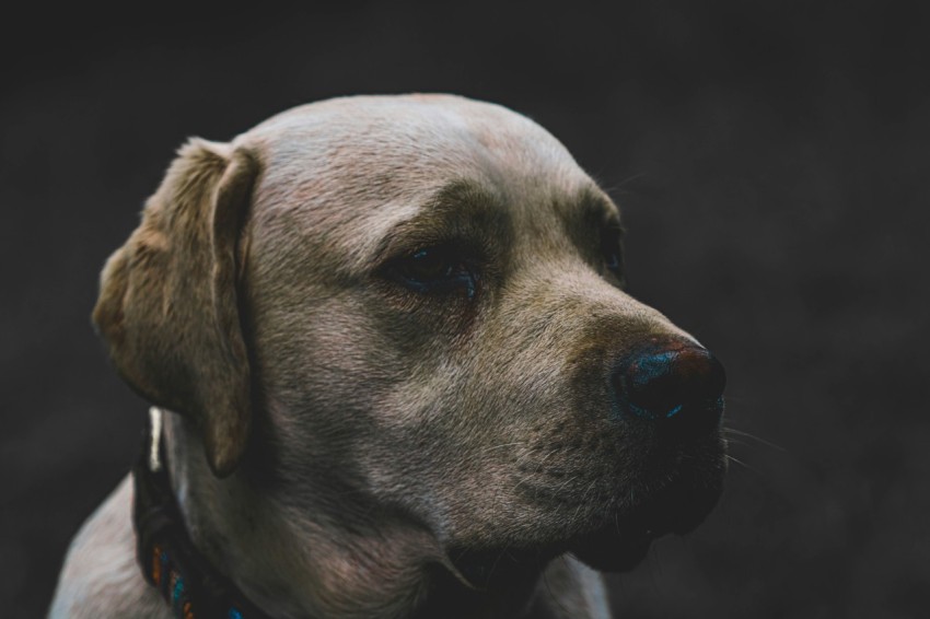 a dog looking up