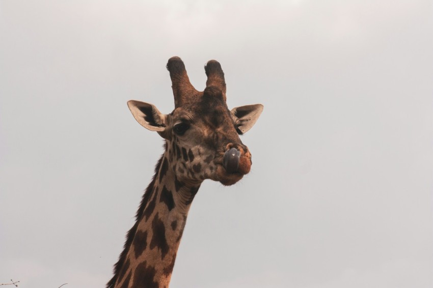 brown giraffe under white sky during daytime