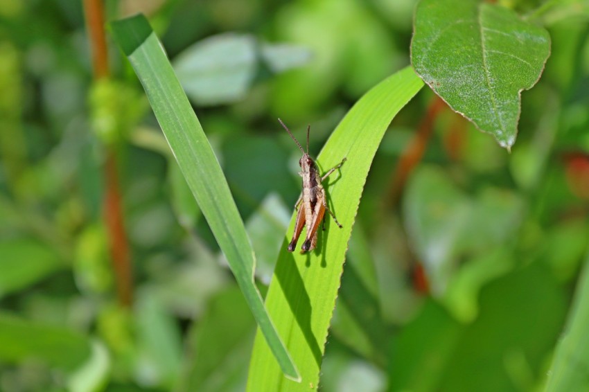 a bug sitting on top of a green leaf