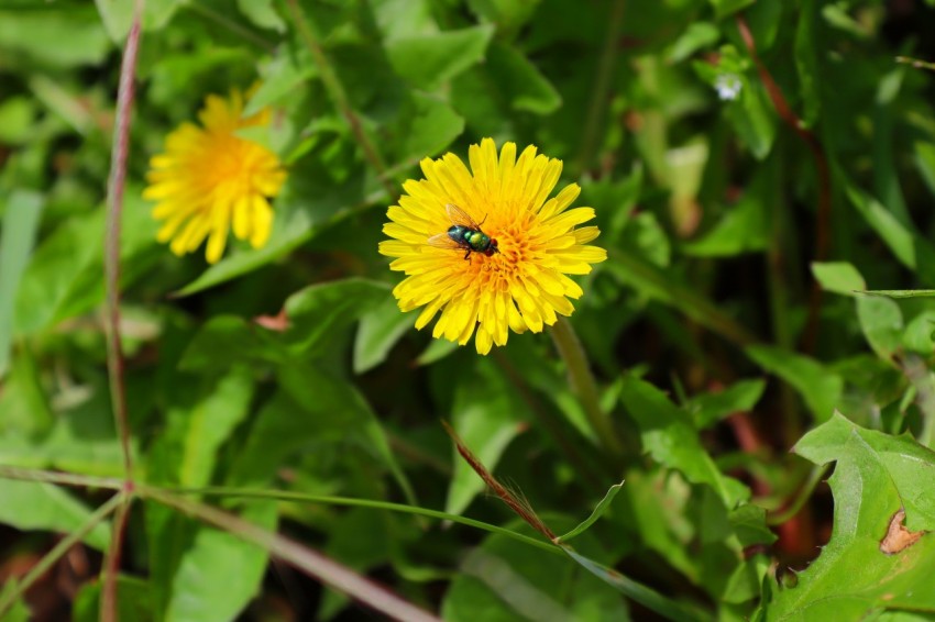 a bee is sitting on a yellow flower