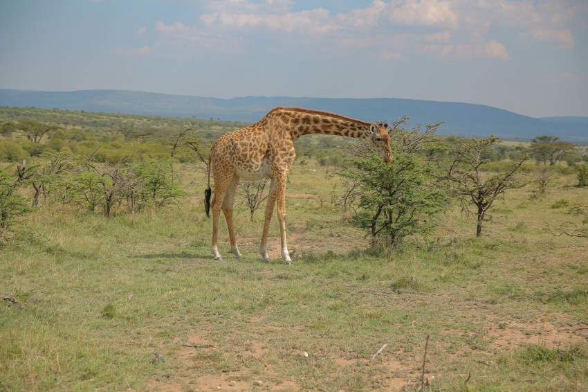 a giraffe eating leaves