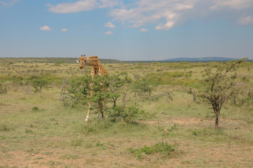 a giraffe standing in a field