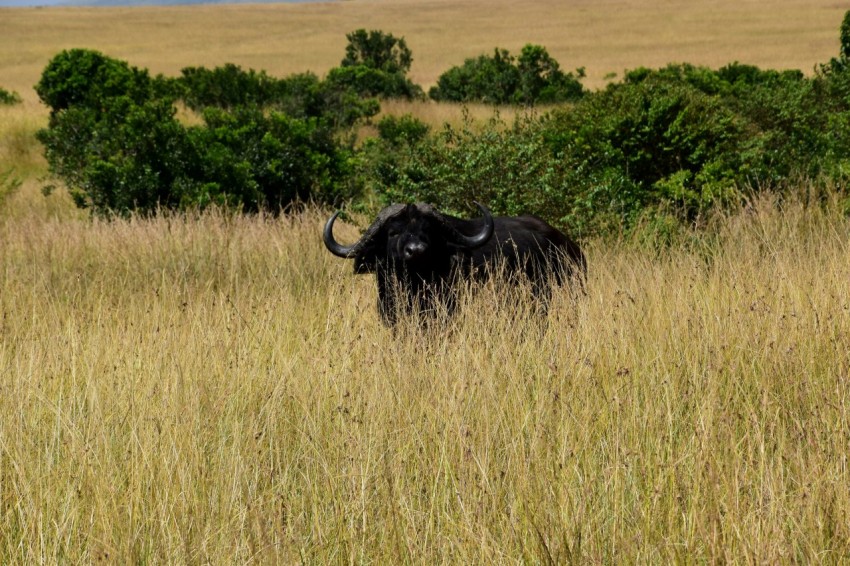 an animal that is standing in the grass