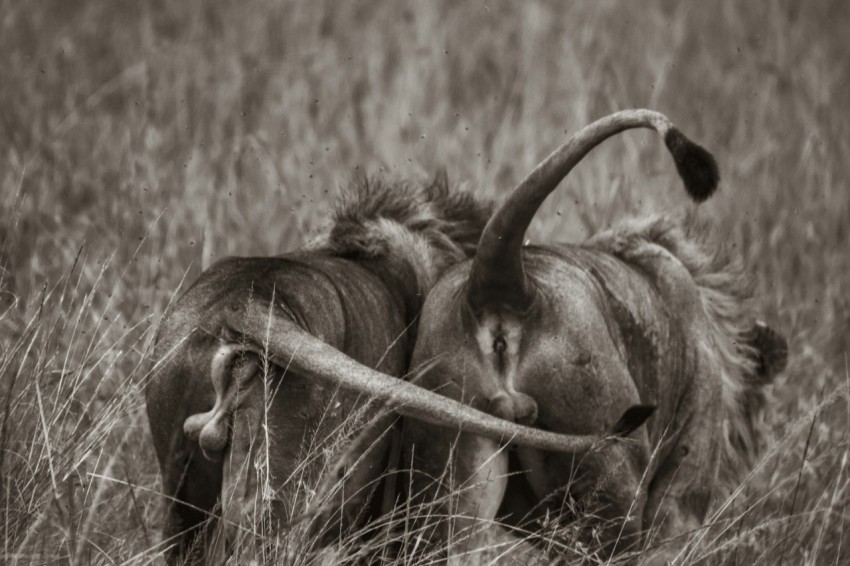 a large animal with long horns in a field
