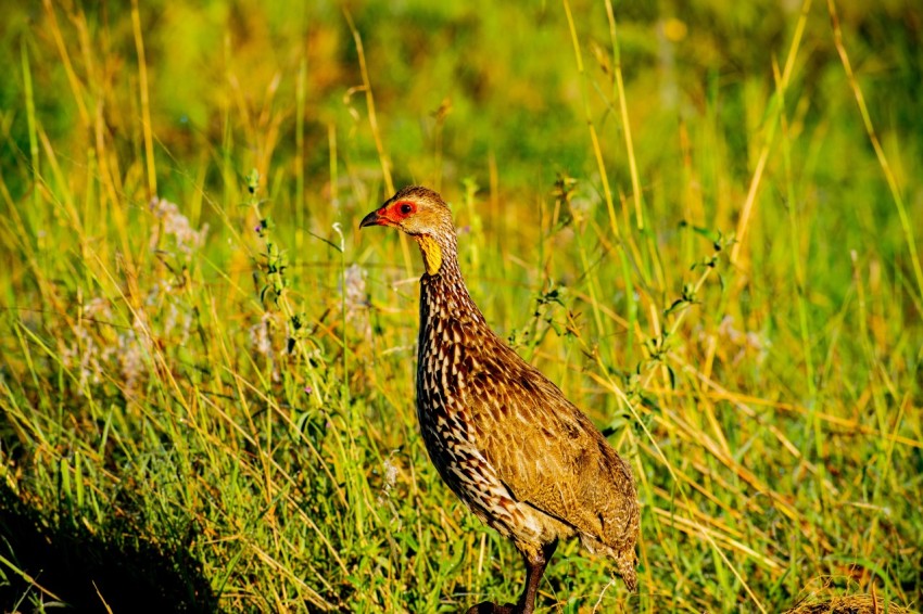 brown and black bird on green grass during daytime