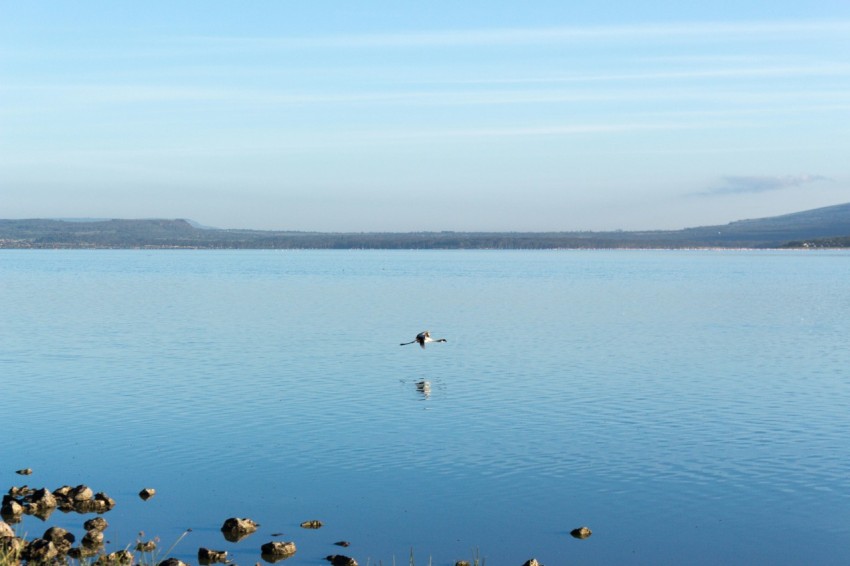 birds flying over the sea during daytime