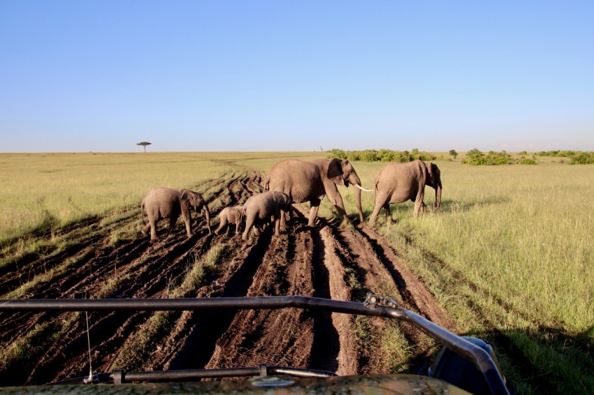 herd of elephant on brown field during daytime