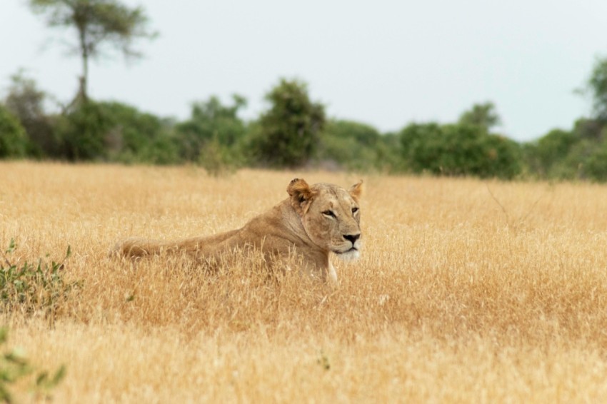 a lion laying in a field of tall grass