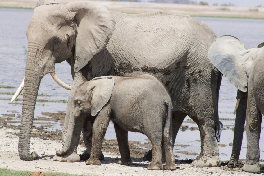 a group of elephants stand near each other