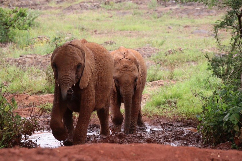 brown elephant walking on dirt road during daytime