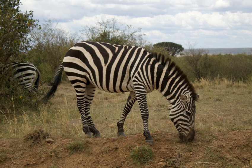 a zebra grazing on grass in a field