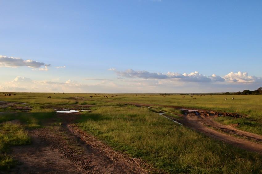 green grass field under blue sky during daytime