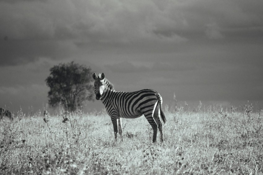 a zebra standing in the middle of a field