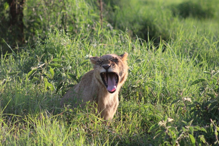 a lion lying in the grass