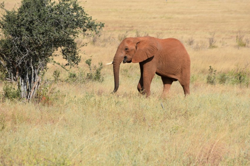 brown mammoth on open field during daytime