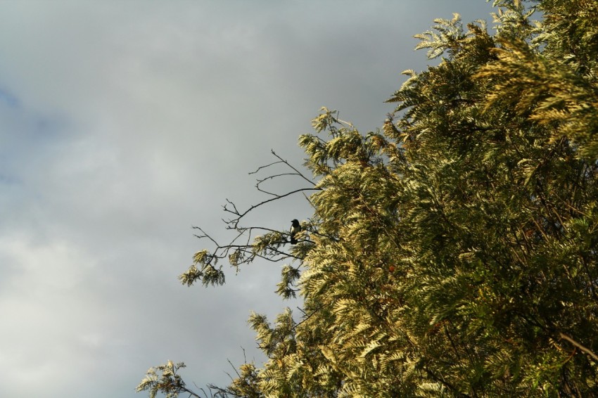 a bird sitting on a branch of a tree