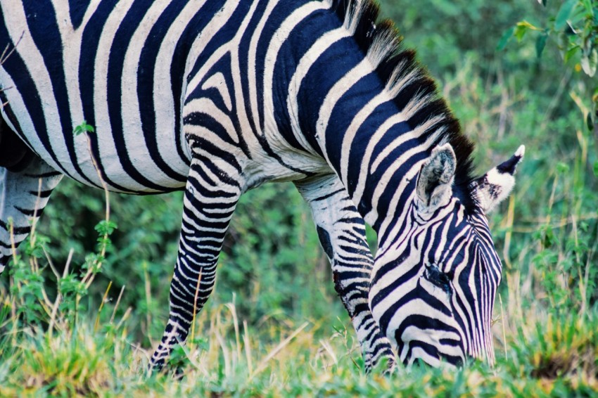 a zebra grazing on grass in a field