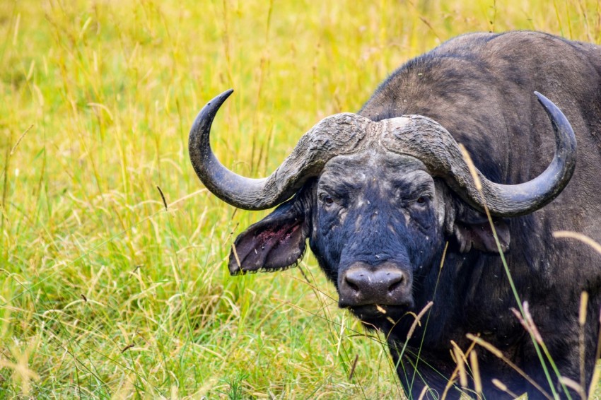 a bull with large horns standing in a grassy field