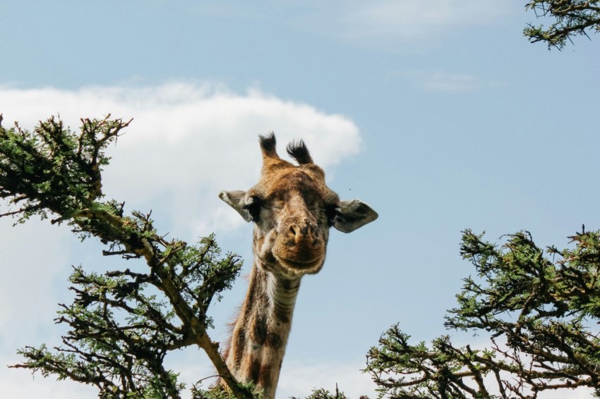 a giraffe standing next to a bunch of trees