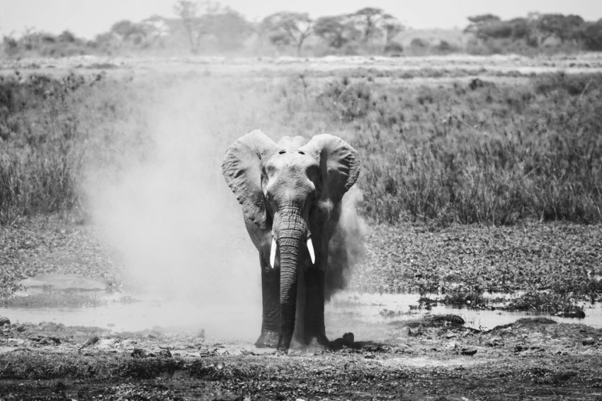 a large elephant standing in the middle of a field