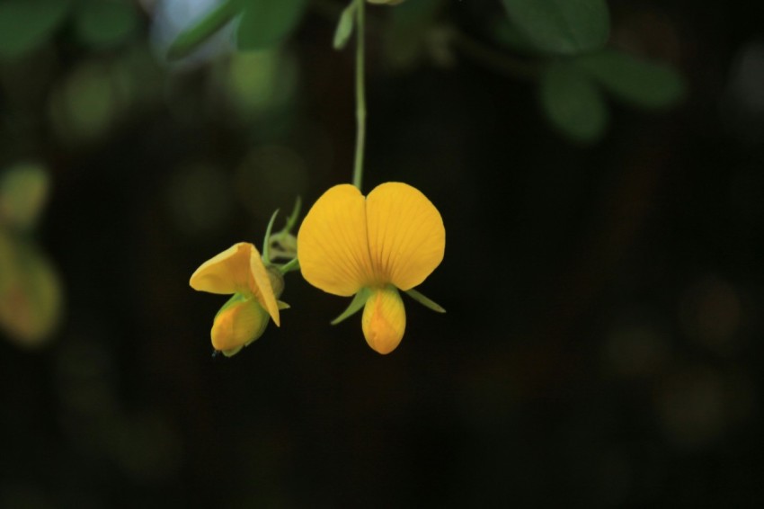 a close up of a flower