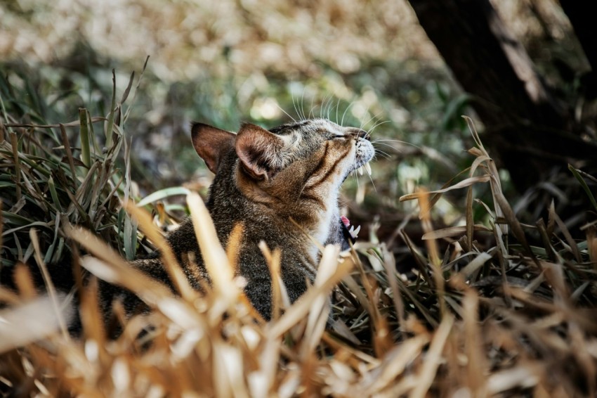 brown tabby cat on brown grass during daytime 6d