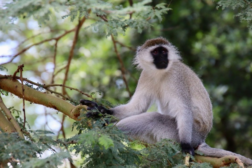 gray and white monkey on tree during daytime